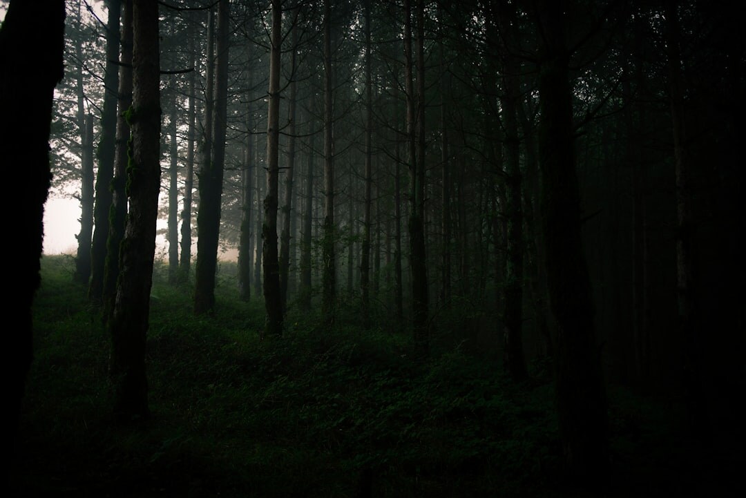 dark foggy forest at night