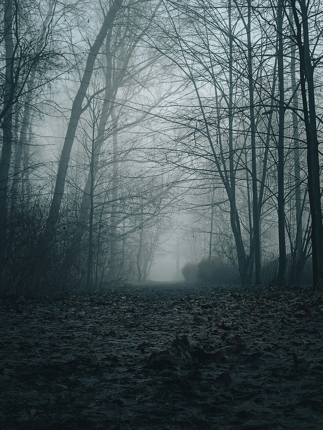 dark foggy forest at night